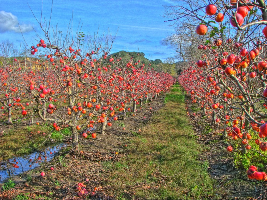 Apple Orchard 2