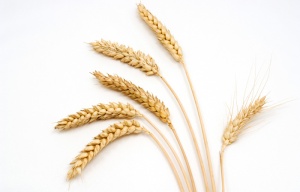 wheat-whitebackground-iStock